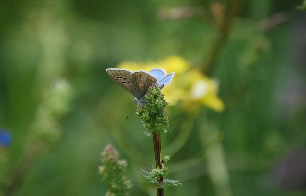 Polyommatus da id